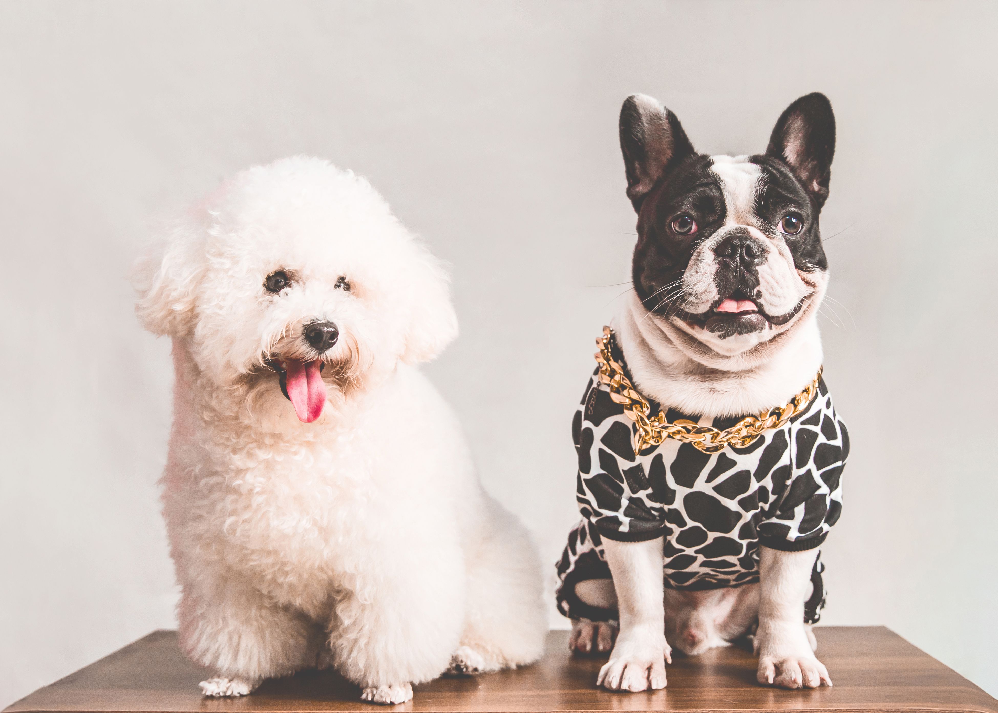 Pets Paradise